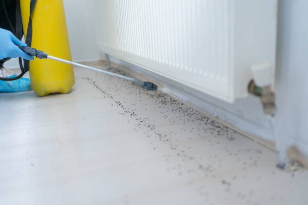 Best Rat Extermination Near Me  in Des Moines, IA